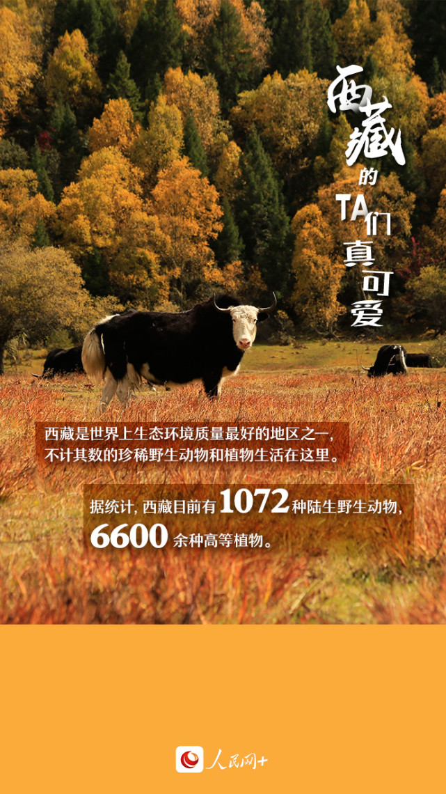 近距離觀察西藏“萌物”，走起！